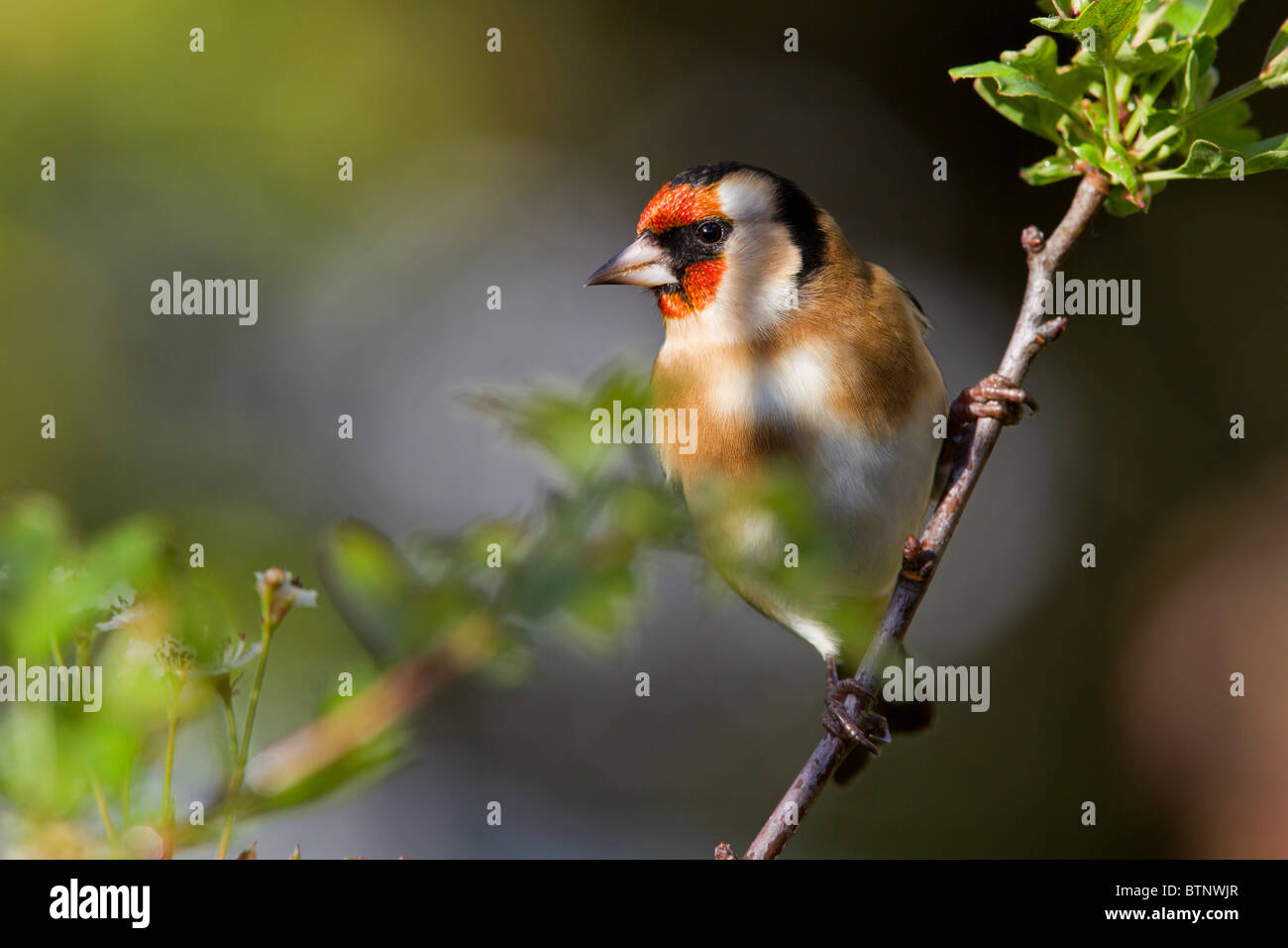 Stieglitz in hawthorn Stockfoto