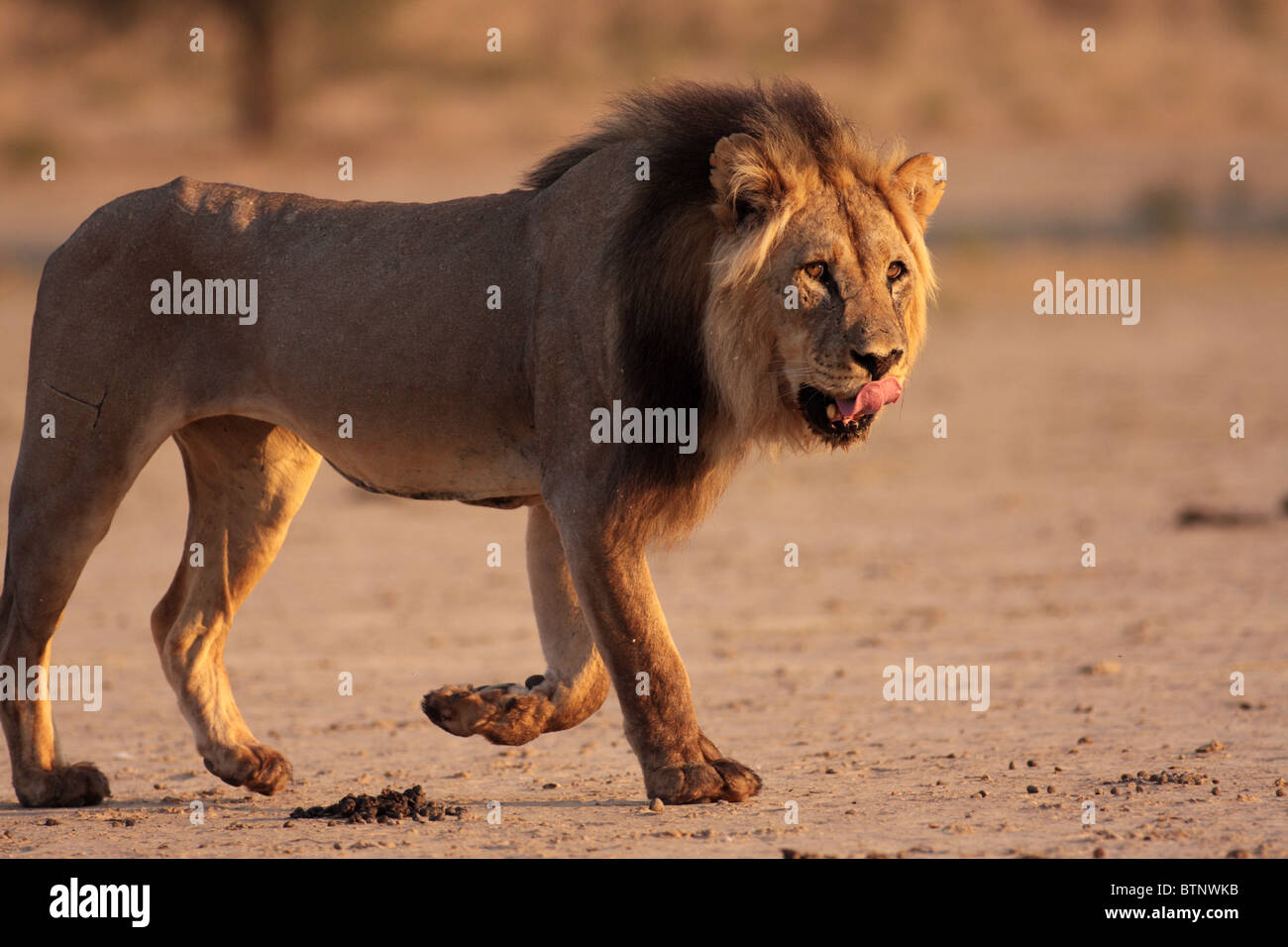 männlicher Löwe im Profil in der kalahari Stockfoto