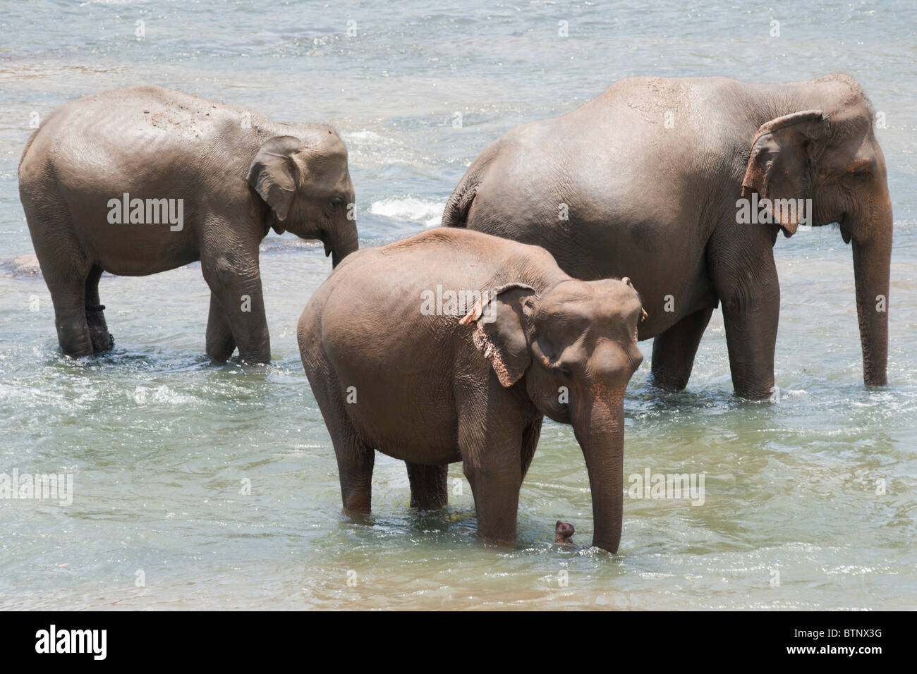 Drei Elefanten im Fluss bei Pinnawela Elefantenwaisenhaus, Sri lanka Stockfoto