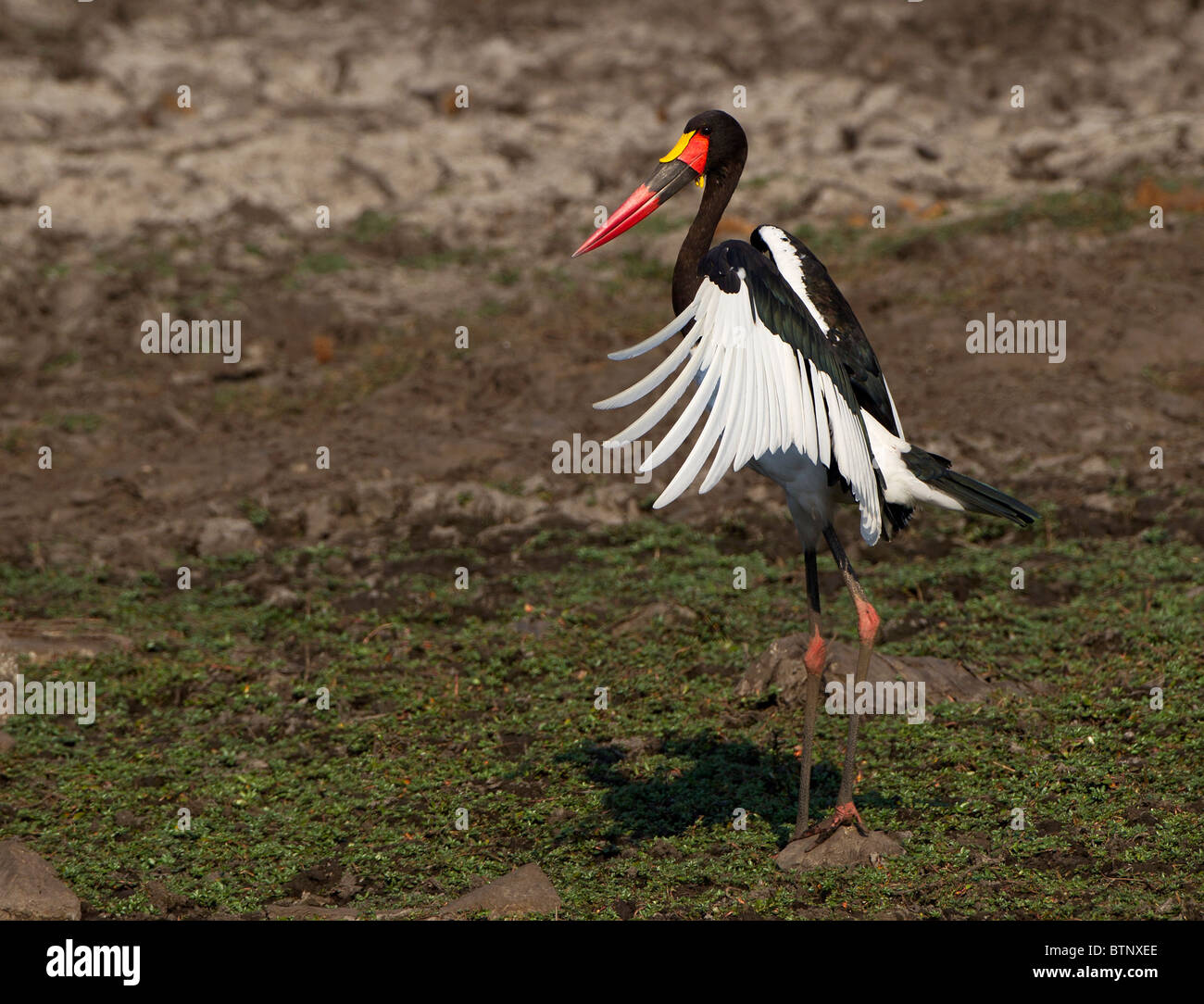 Flügelschlagen der Sattel – abgerechnet Storch im Kruger Park, Südafrika. Stockfoto