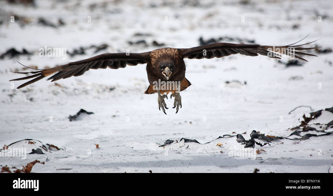 Gekerbten Caracara im Flug Stockfoto