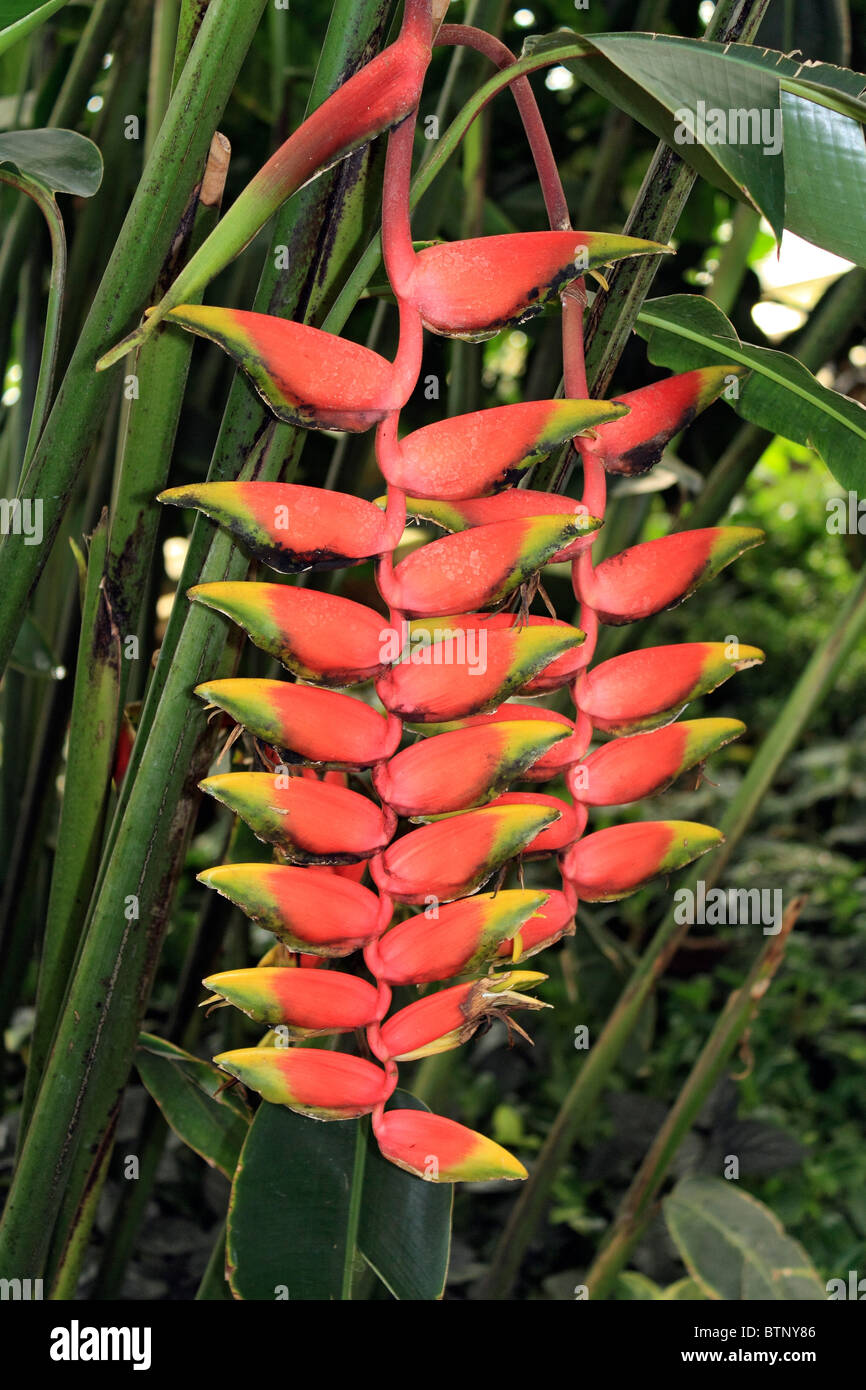 Heliconia Rostrata ist ein Mitglied der Gattung Heliconia und bekannt allgemein als Hummergreifer Pflanze. Surrey England UK. Stockfoto