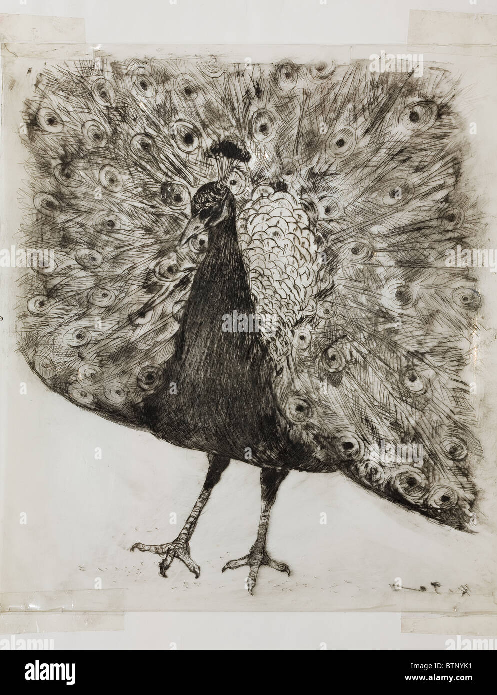 Peacock Zeichnung Tinte auf transparenter Folie von Kurt Tessmann, ca. 1947. Stockfoto