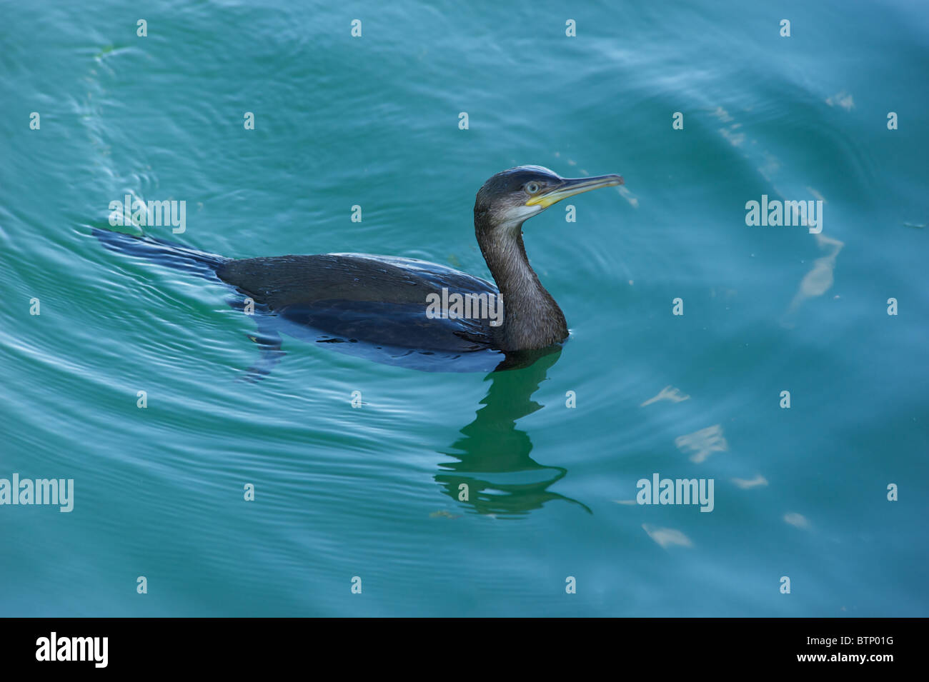 Ein Kormoran Phalacrocorax Carbo-Baden im Meer in Schottland. Stockfoto