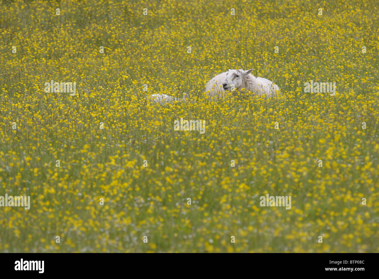 Schafe in einem Feld von Butterblumen, Insel Mull, Schottland, UK Stockfoto