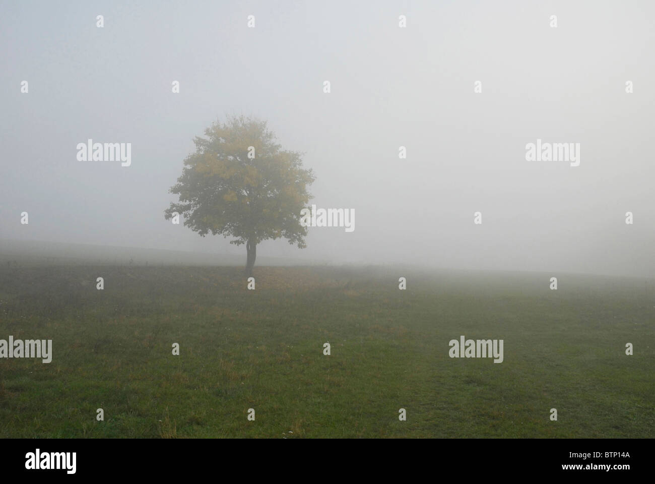 Einsamer Baum im Nebel Stockfoto