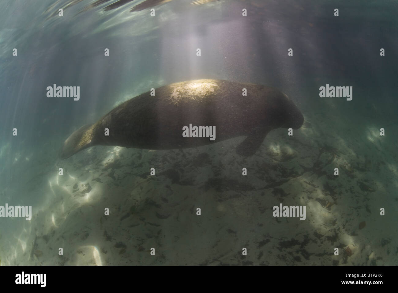 Florida-Seekühe, Trichechus Manatus Latirostris Nummer unter 4000.  Sie überwintern in Süßwasserquellen rund um Florida. Stockfoto