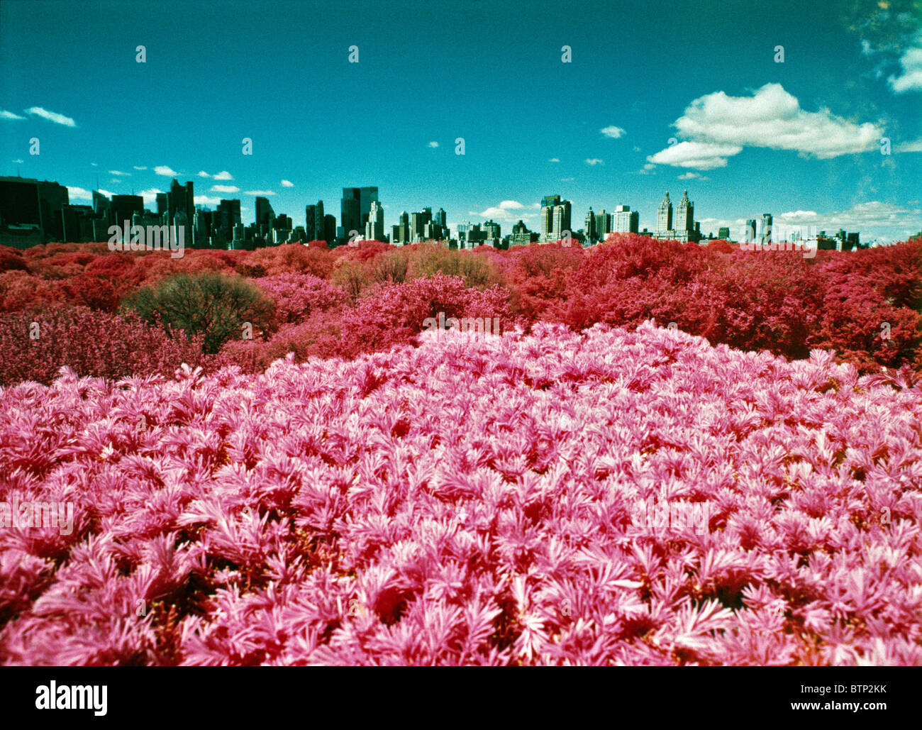 Farbe infrarot Blick auf den Central Park im Süden und Westen einschließlich der San Remo vom Dach des Metropolitan Museums in New York City. © Craig M. Eisenberg Stockfoto