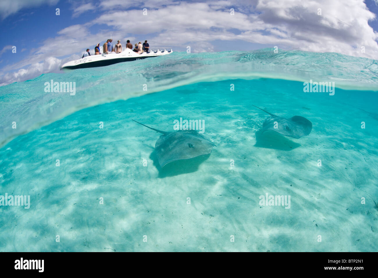 Tahitian Stachelrochen schwimmen in Bora Bora kristallklare Lagune Wasser. Stockfoto