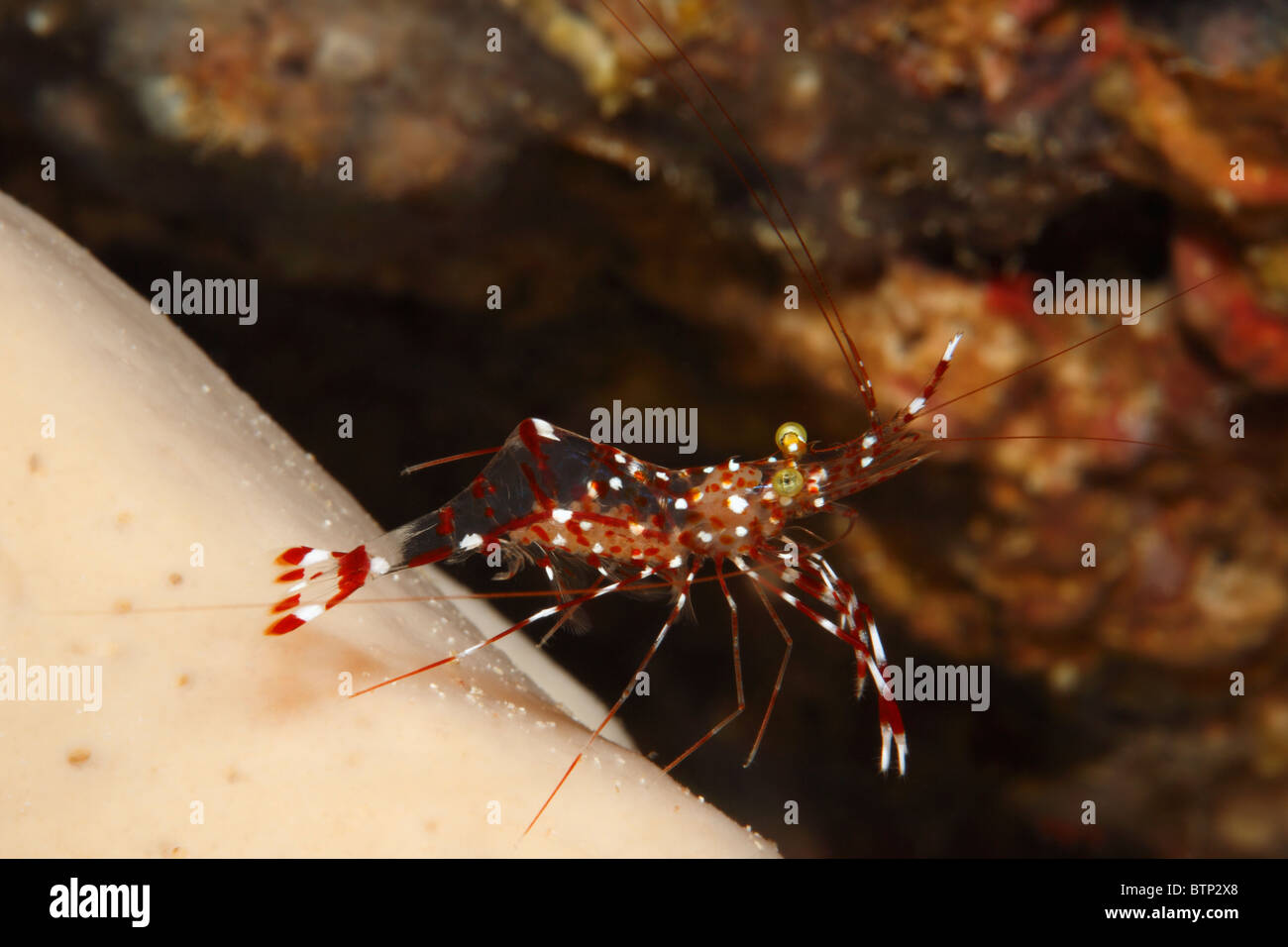 Putzergarnelen, Urocaridella Antonbruunii. Diese Garnele trägt Eiern. Stockfoto