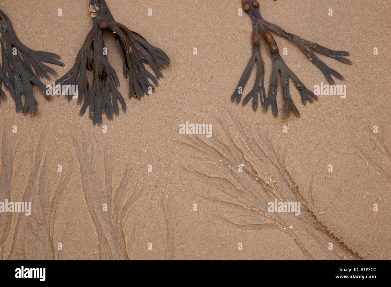 Blase Wrack Fucus Vesiculosus und Sand Muster Stockfoto