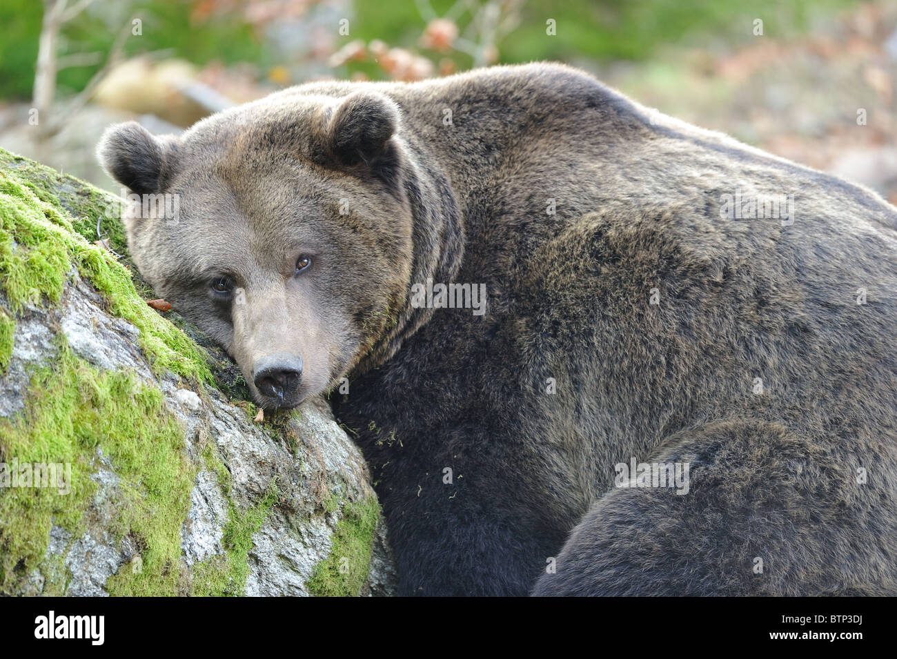 Europäischer Braunbär - eurasischen Braunbären (Ursus Arctos Arctos) - große männlich ruht gegen einen Felsen - NP Bayerischer Wald Stockfoto