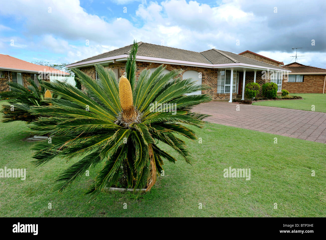 Pollen tragen Cycad Revoluta im Vorgarten Ballina NSW Australia Stockfoto