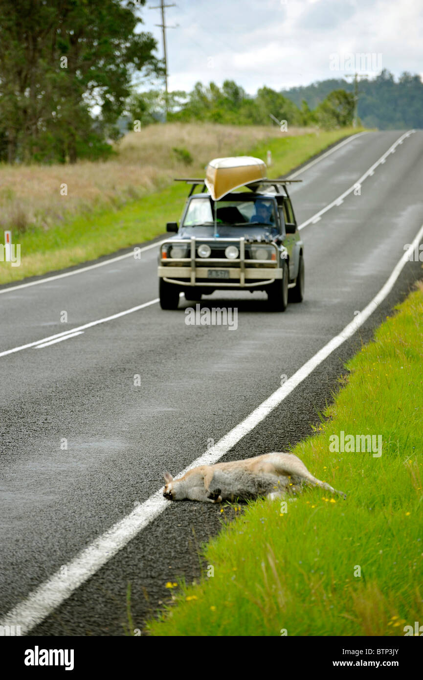 Ein Känguru nach einer Kollision mit einem Auto auf einer Straße in New South Wales Australien getötet Stockfoto