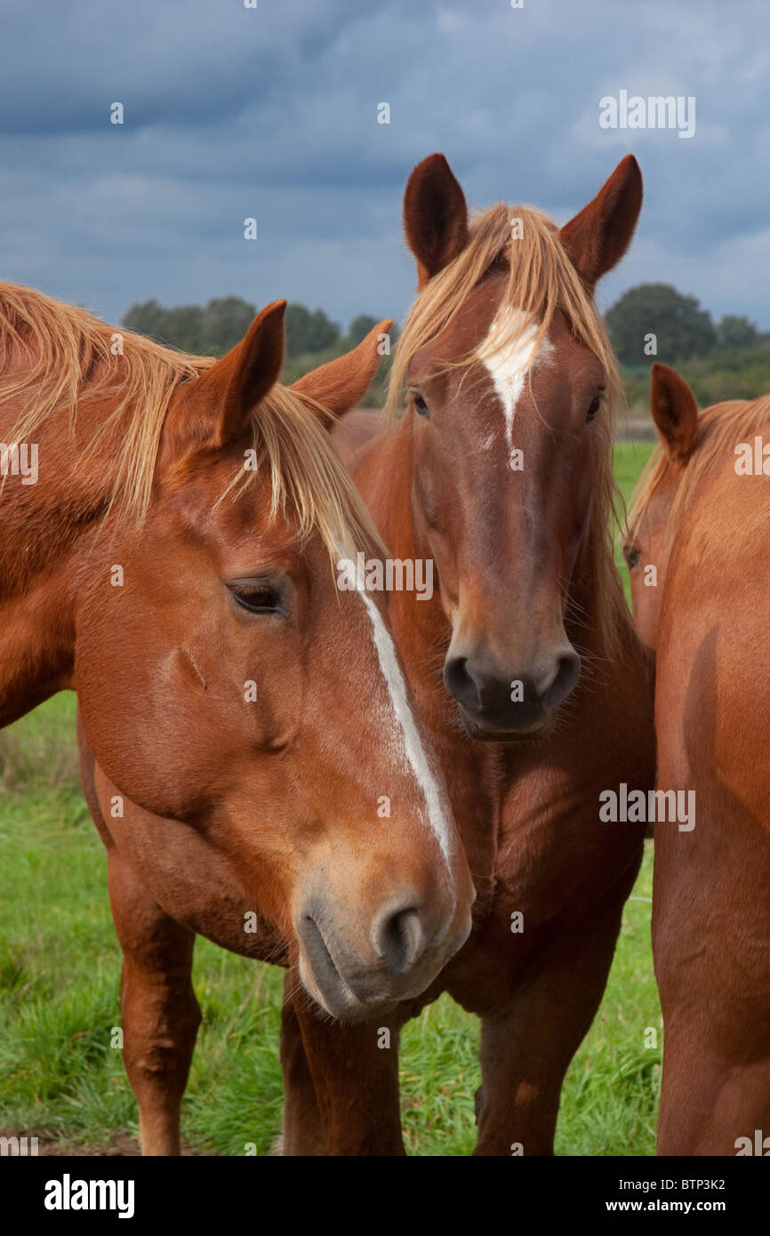 Eine Gruppe von Suffolk Punch schwere Pferde stehen im Feld Stockfoto