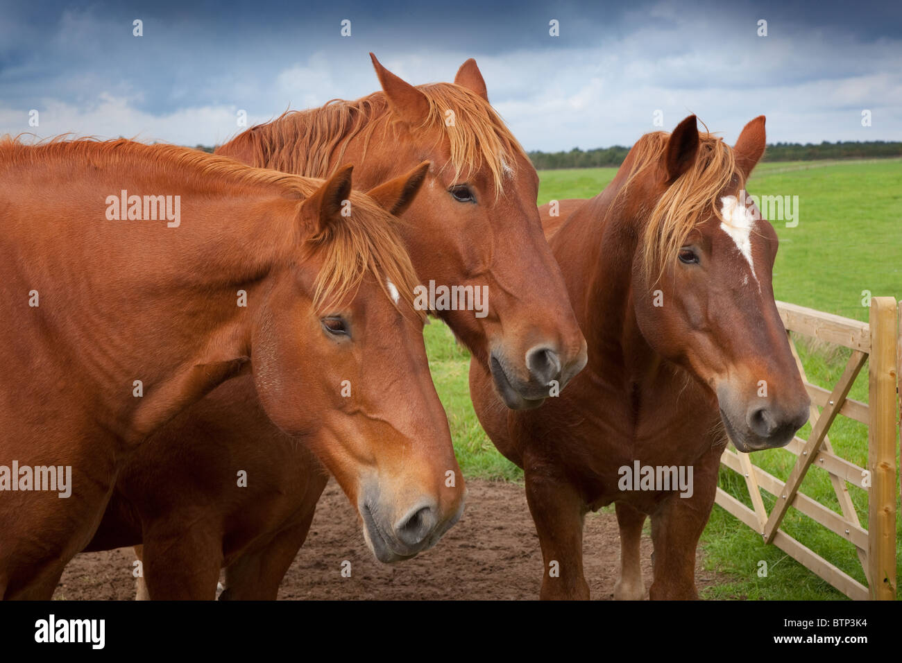 Eine Gruppe von Suffolk Punch schwere Pferde stehen im Feld Stockfoto