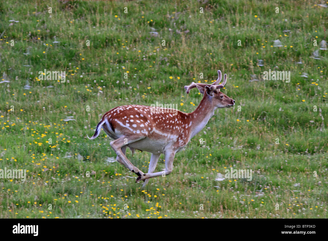 UK Young Fallow Deer Buck läuft über eine Wiese Stockfoto