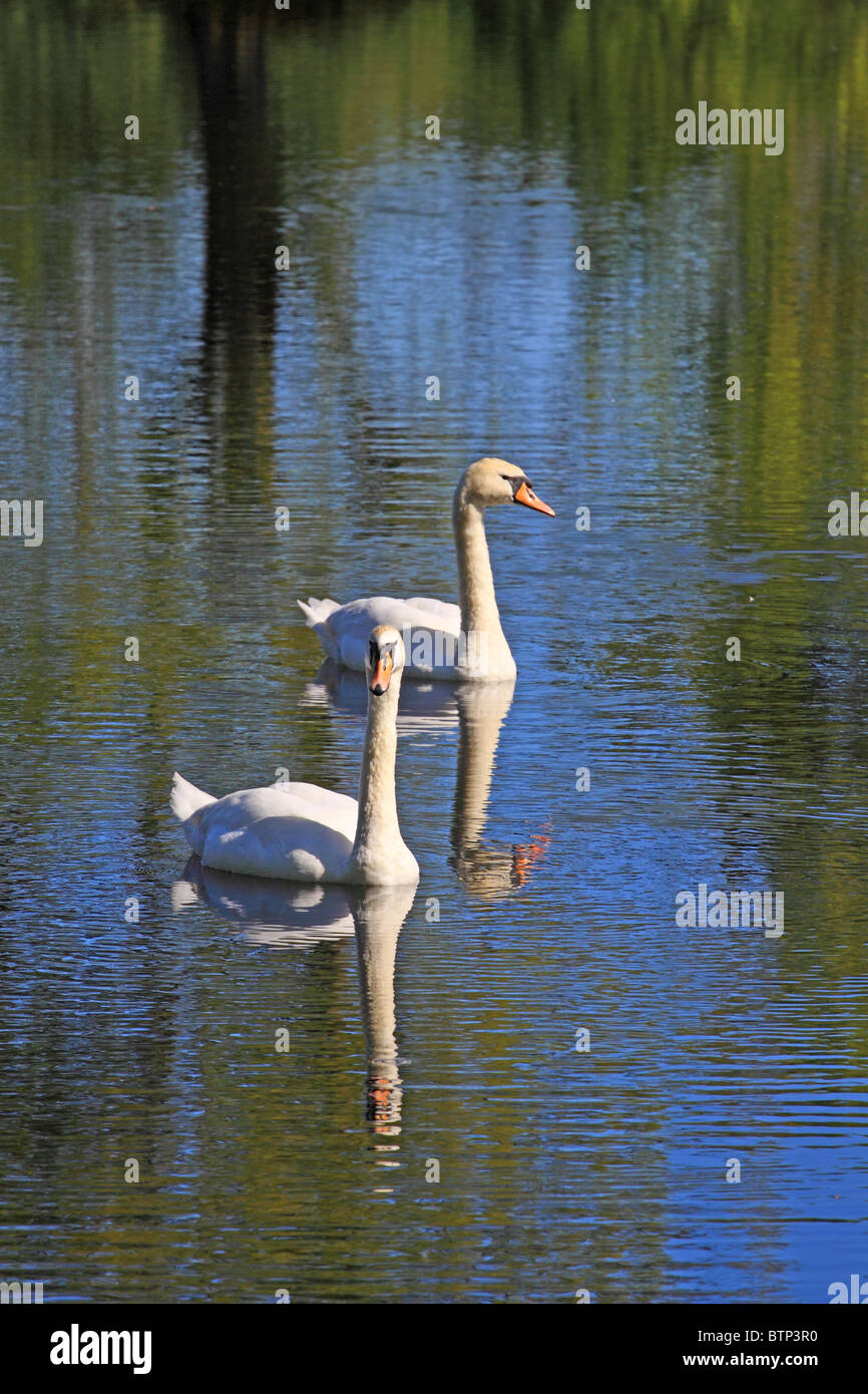 Höckerschwäne spiegelt sich im Wasser Stockfoto