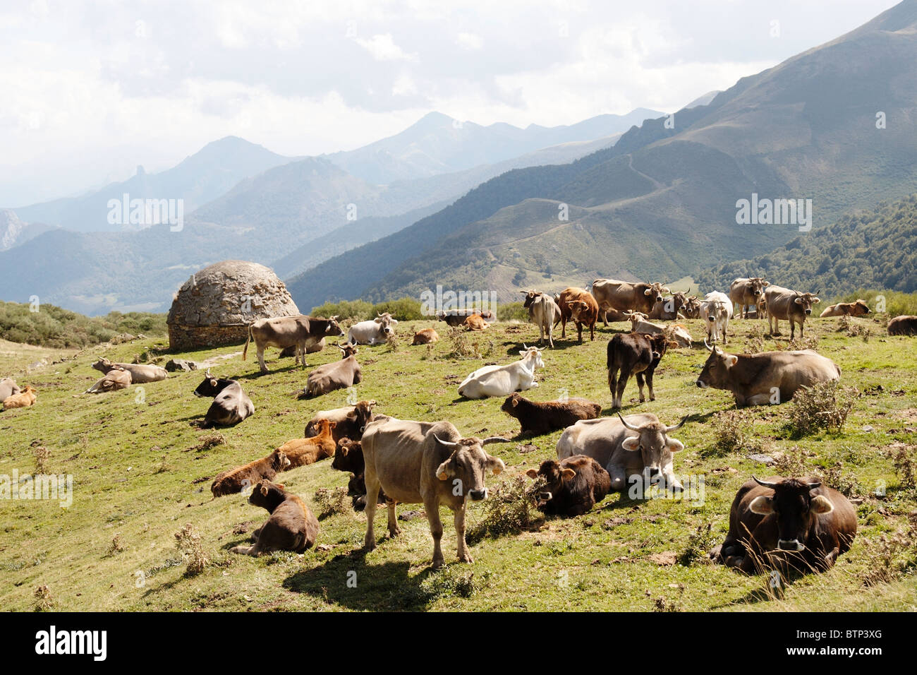 Puerto de San Glorio, Spanien, Asturien, Kühe Stockfoto