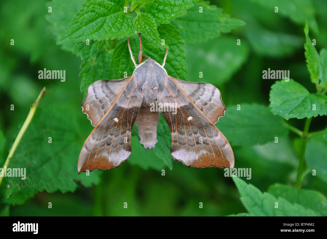 Pappel Hawk-moth Stockfoto