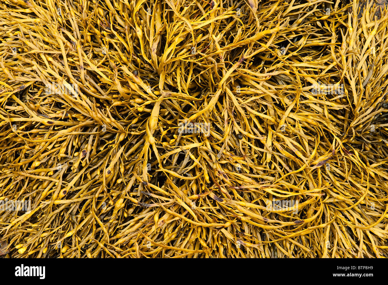 Algen bei Ebbe, Maine, USA Stockfoto