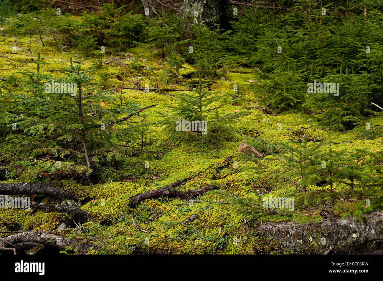 Sämling Nadelbäume, ziemlich Marsh, Acadia NP, Maine, Stockfoto
