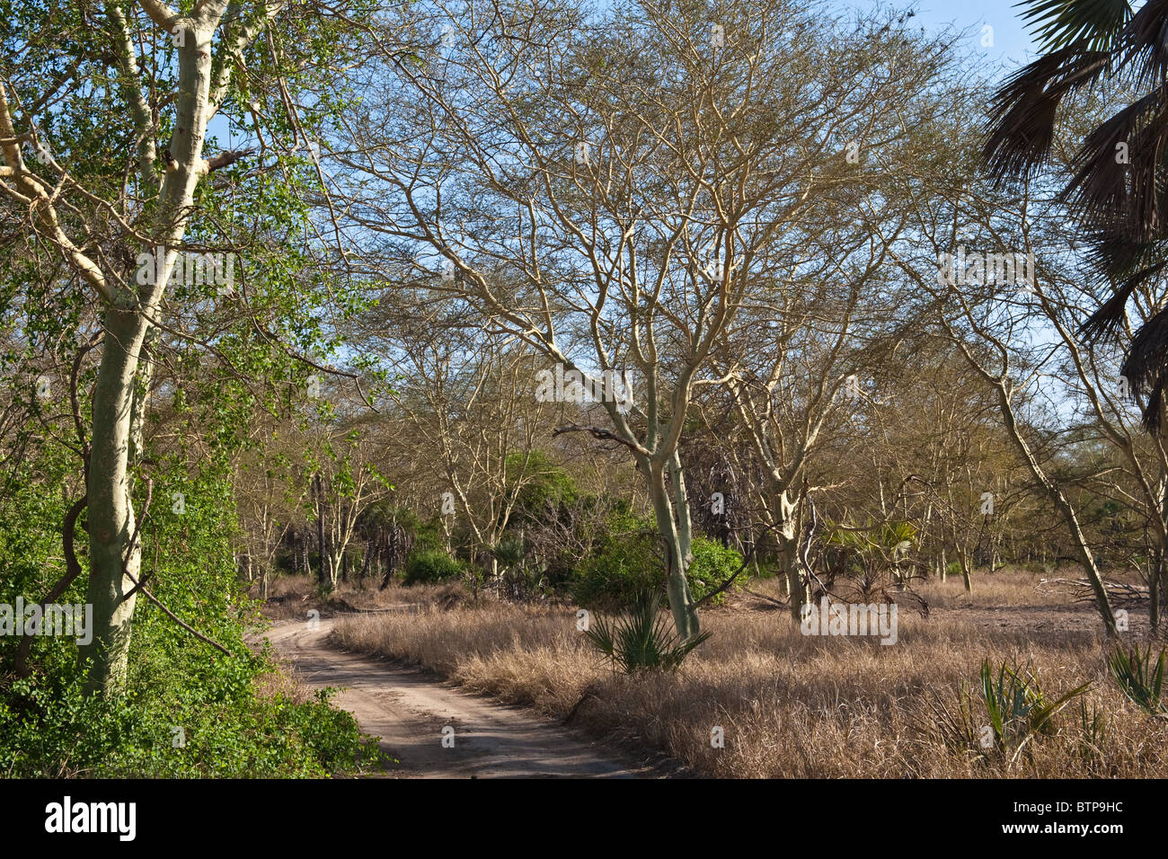 Fieber-Bäume im Gorongosa National Park-Mosambik Stockfoto