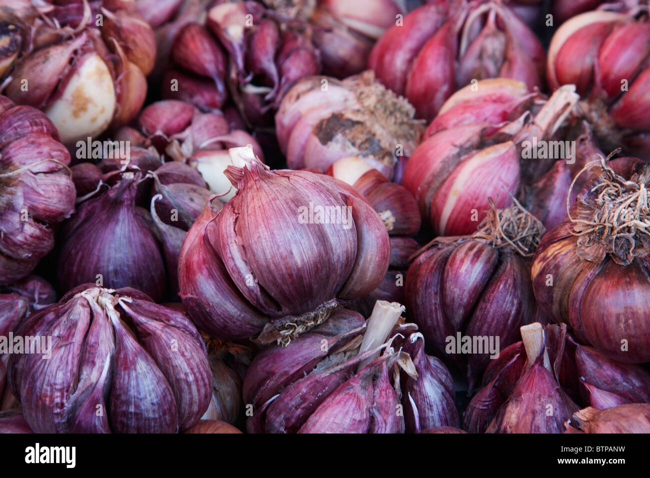 Australien, Tasmanien, Hobart, Salamanca Place, Knoblauch am Marktstand Stockfoto