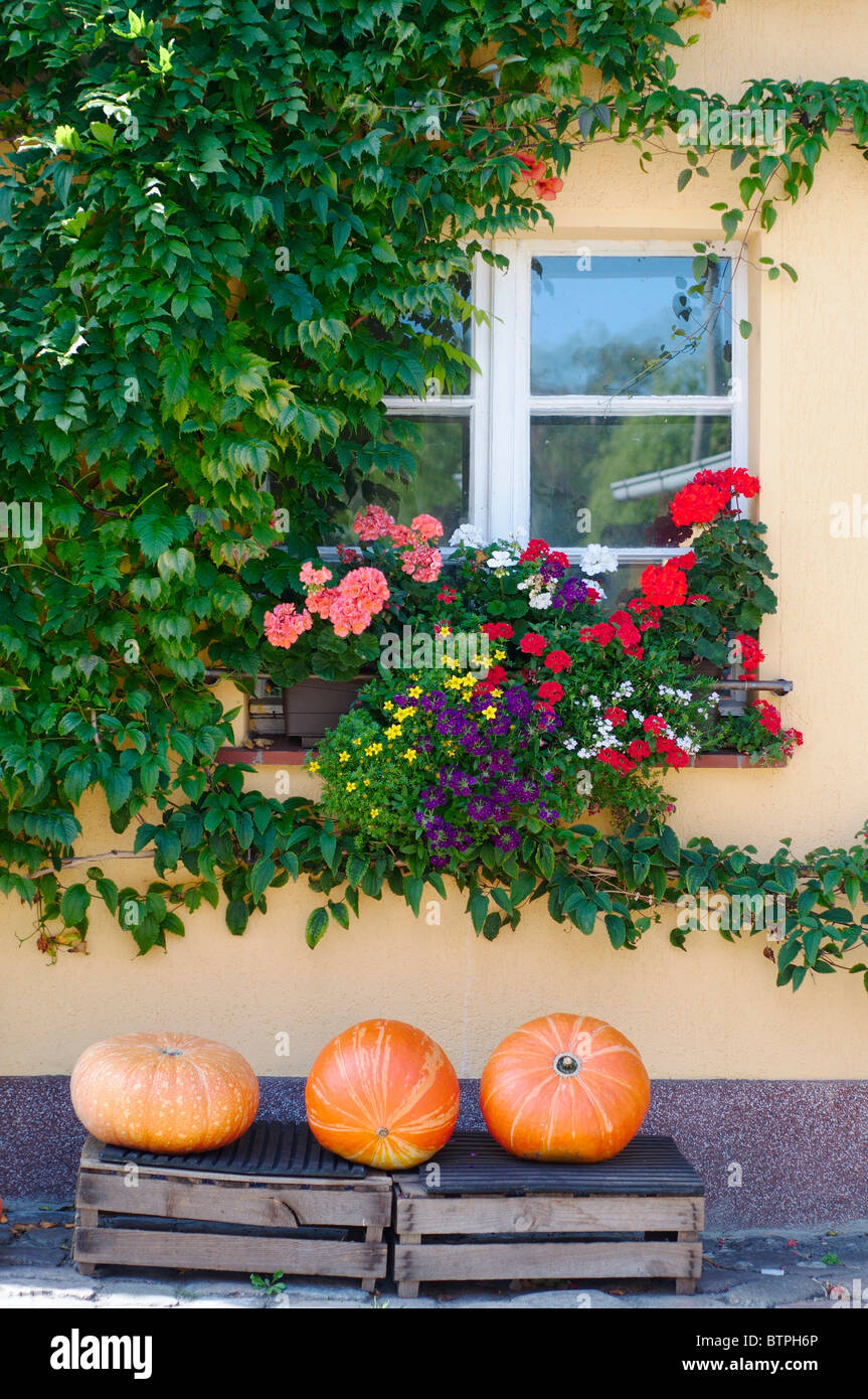 Deutschland, Potsdam, Fenster mit Blumen und Kürbisse im Vordergrund Stockfoto