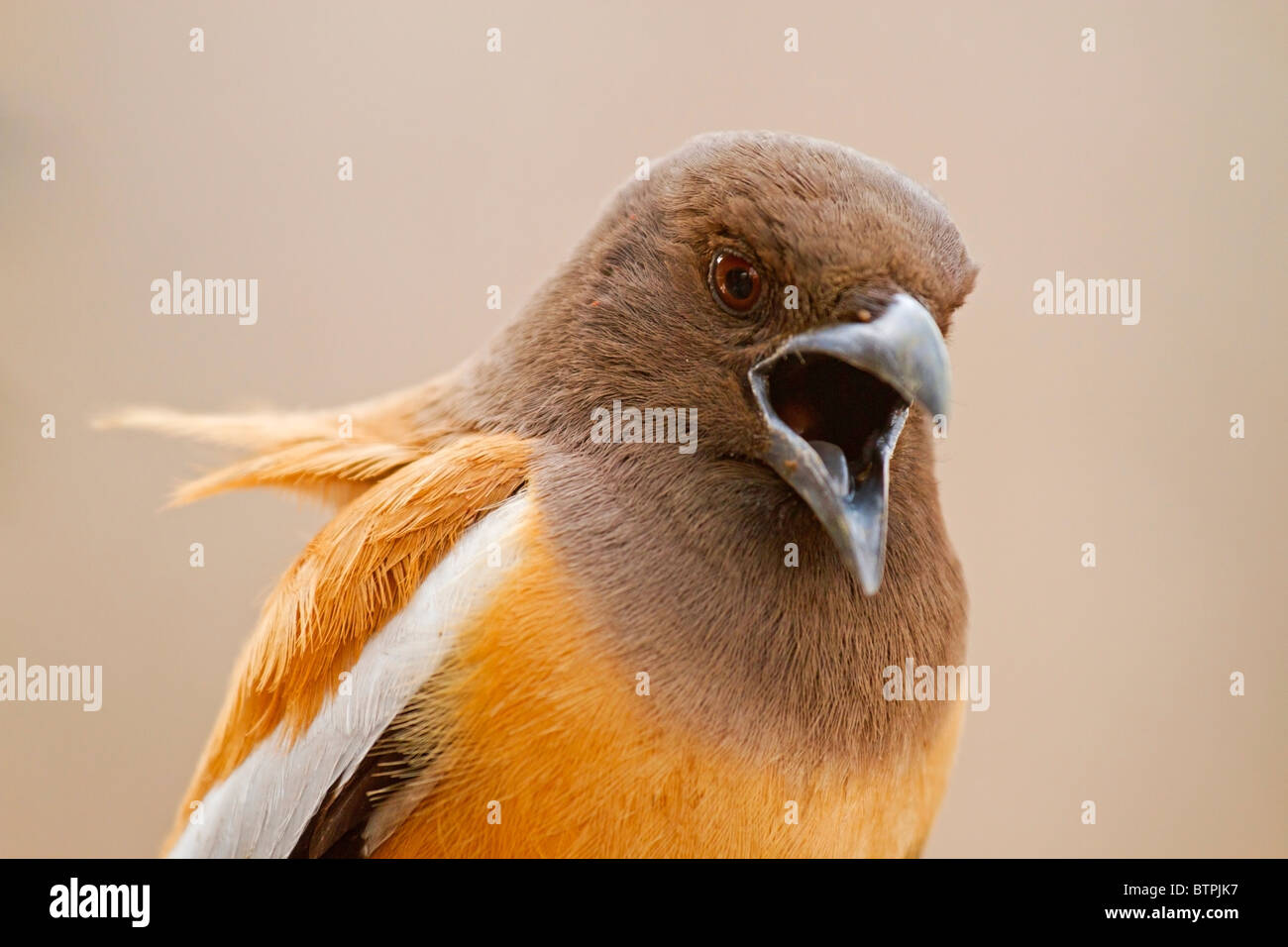 Rufous Treepie extreme Nahaufnahme Schuss. Foto von Ranthambhore National Park, Indien Stockfoto