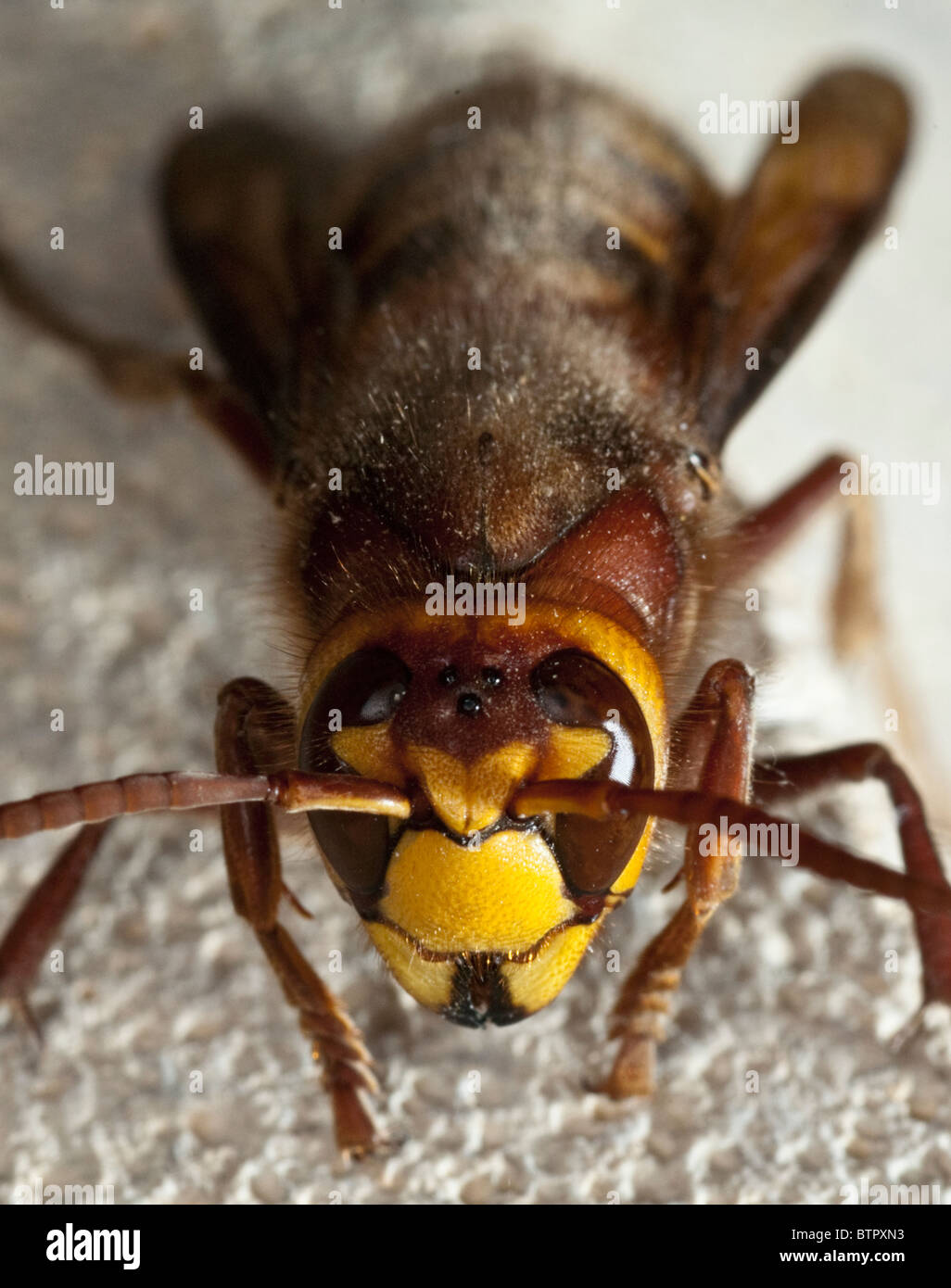 Europäische Hornisse (Vespa Crabro) Stockfoto