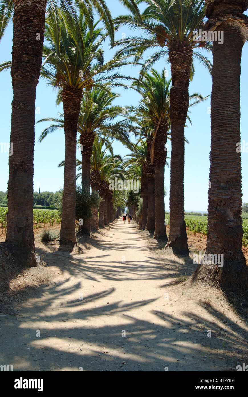 Frankreich, Saint-Tropez, Schatten der Palme auf Feldweg und Menschen im Hintergrund Stockfoto
