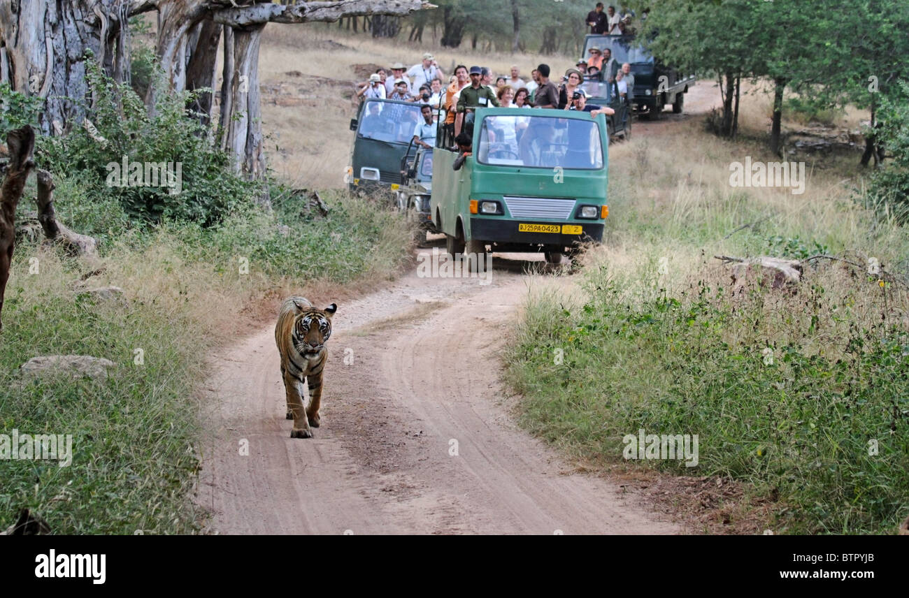 Tiger zu Fuß auf dem Feldweg vor Safari Touristenfahrzeuge in Ranthambhore National Park, Indien Stockfoto