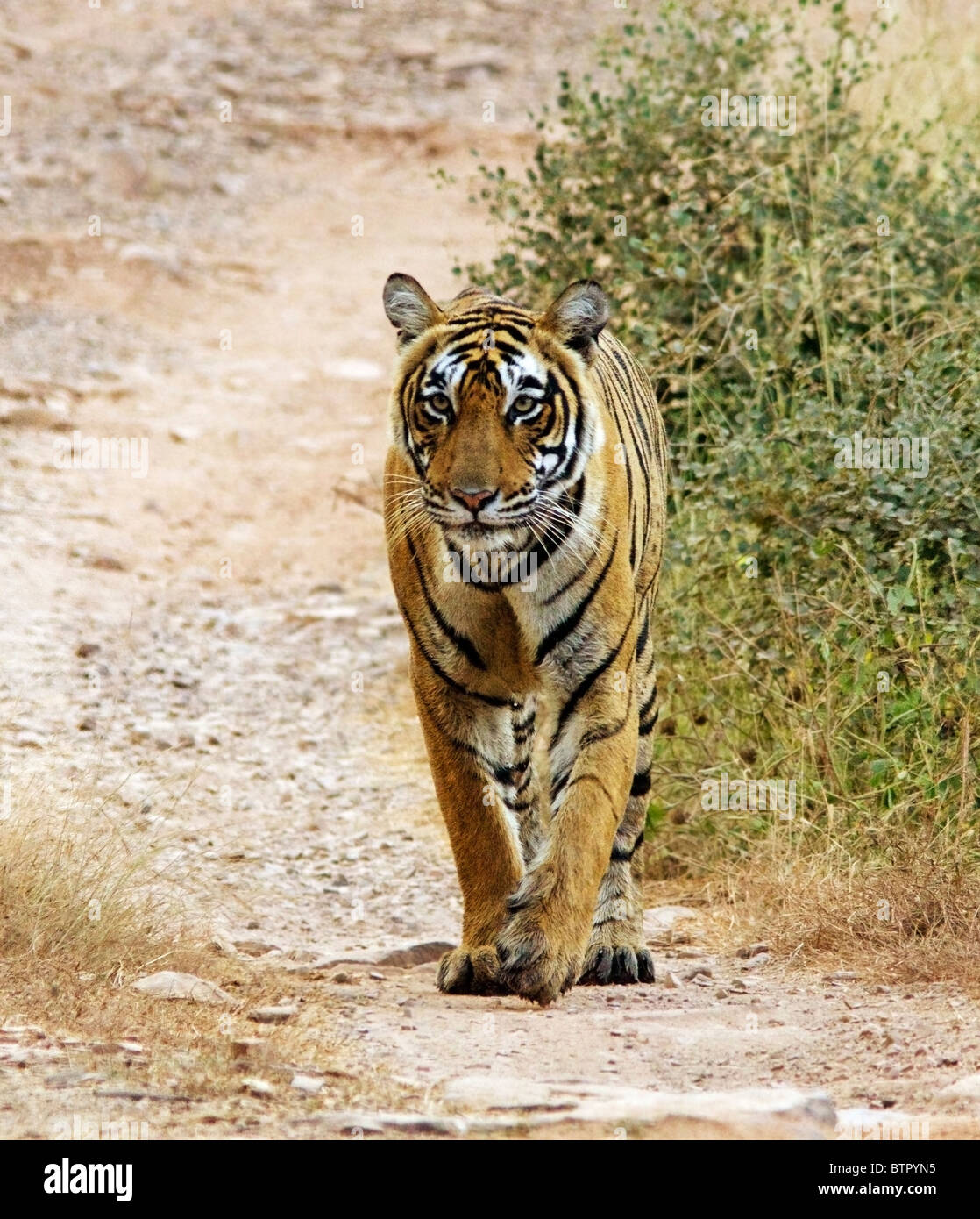 Tiger zu Fuß auf der Forststraße in Ranthambhore National Park, Indien Stockfoto