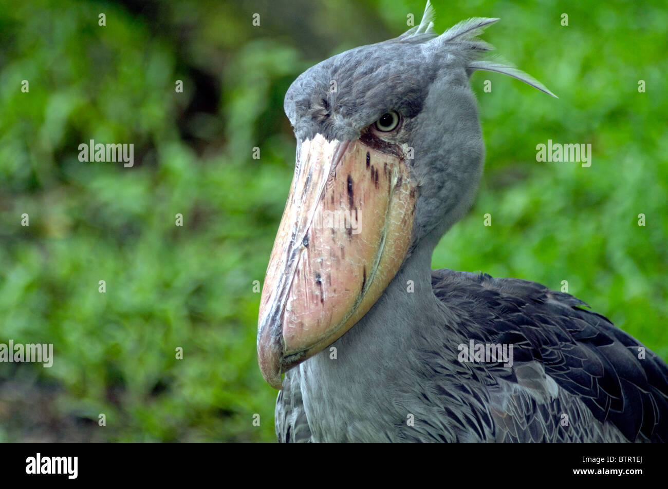 Eine Nahaufnahme Schuss eines Krans Schuhschnabel im Jurong Bird Park in Singapur. Stockfoto