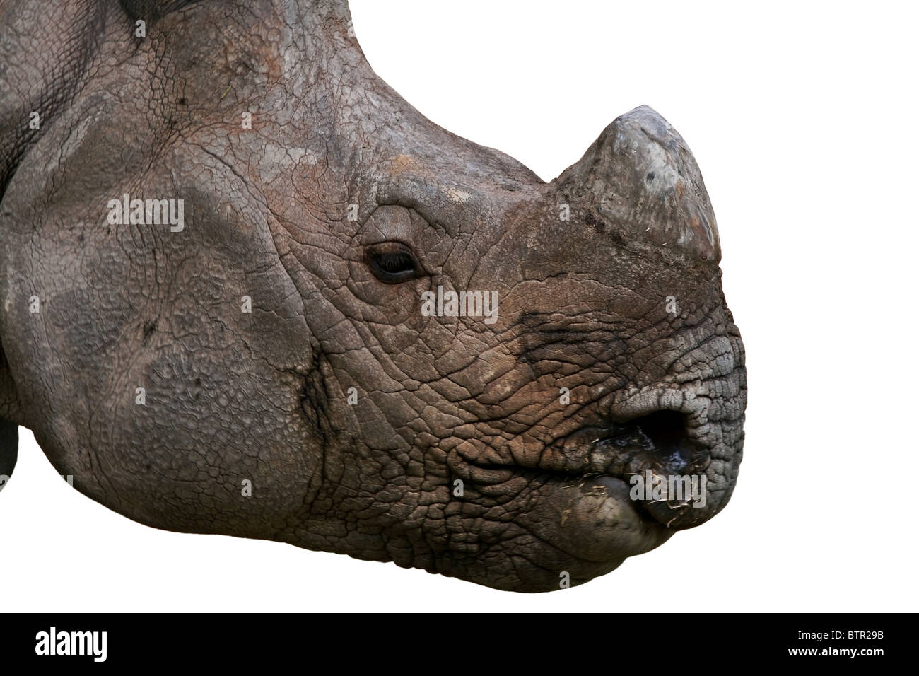 Indischer Rhinoceros Porträtaufnahme. Foto von Neu Delhi Zoo Stockfoto