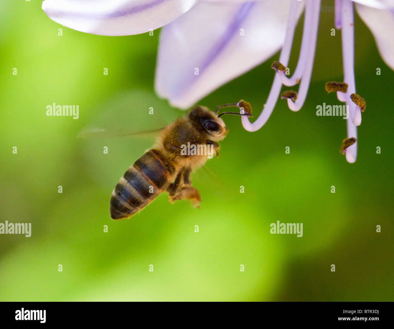 Eine afrikanische Honigbiene im Flug, die Teilnahme an einer Blume Stockfoto