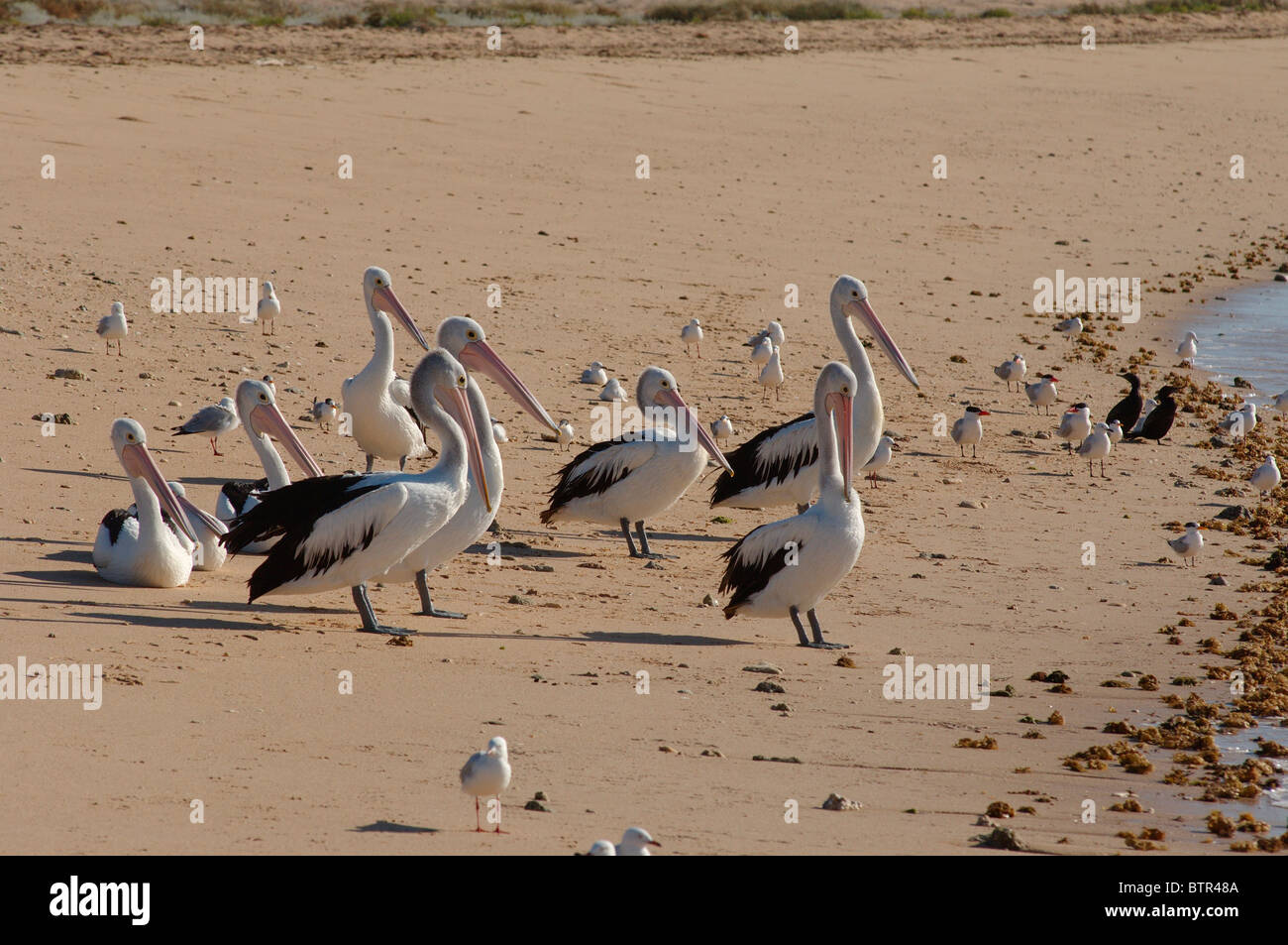 Australien, Western Australia, Ningaloo Marine Park, australische Pelikane am Strand von Bundegi Stockfoto