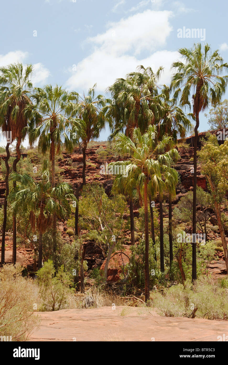 Australien, Northern Territory, Finke Gorge National Park mit Palm valley Stockfoto