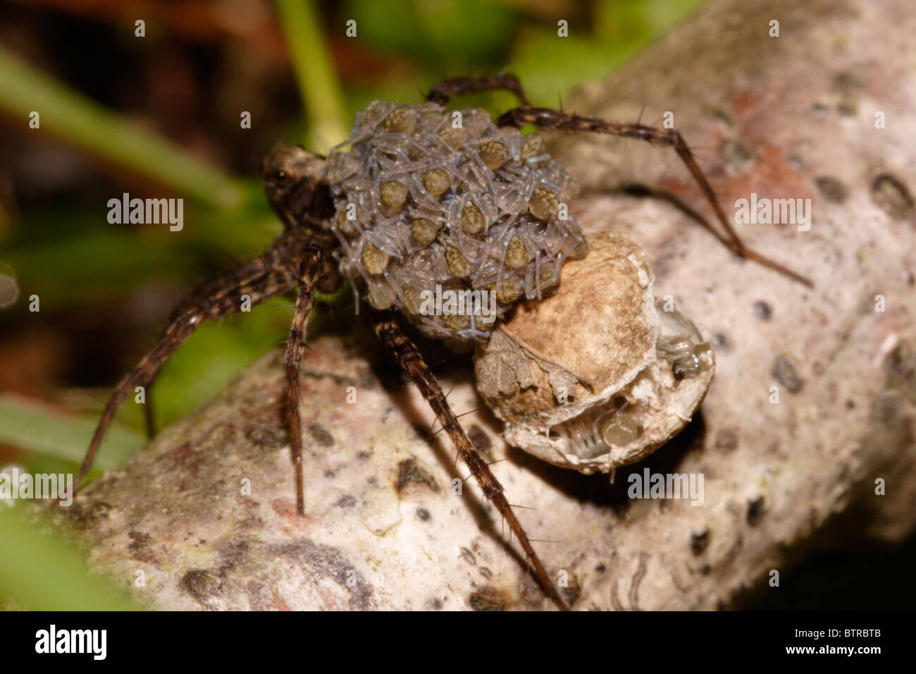 Gefleckte Wolfspinne (Pardosa Amentata) Weibchen tragen auf dem Rücken eine Masse von frisch geschlüpften Babys, UK Stockfoto