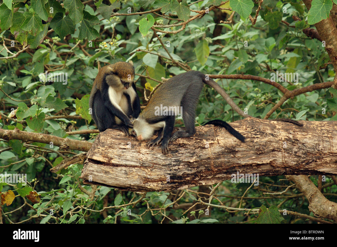 Campbells Mona Affe (Cercopithecus Mona Campbelli), eine Pflege im