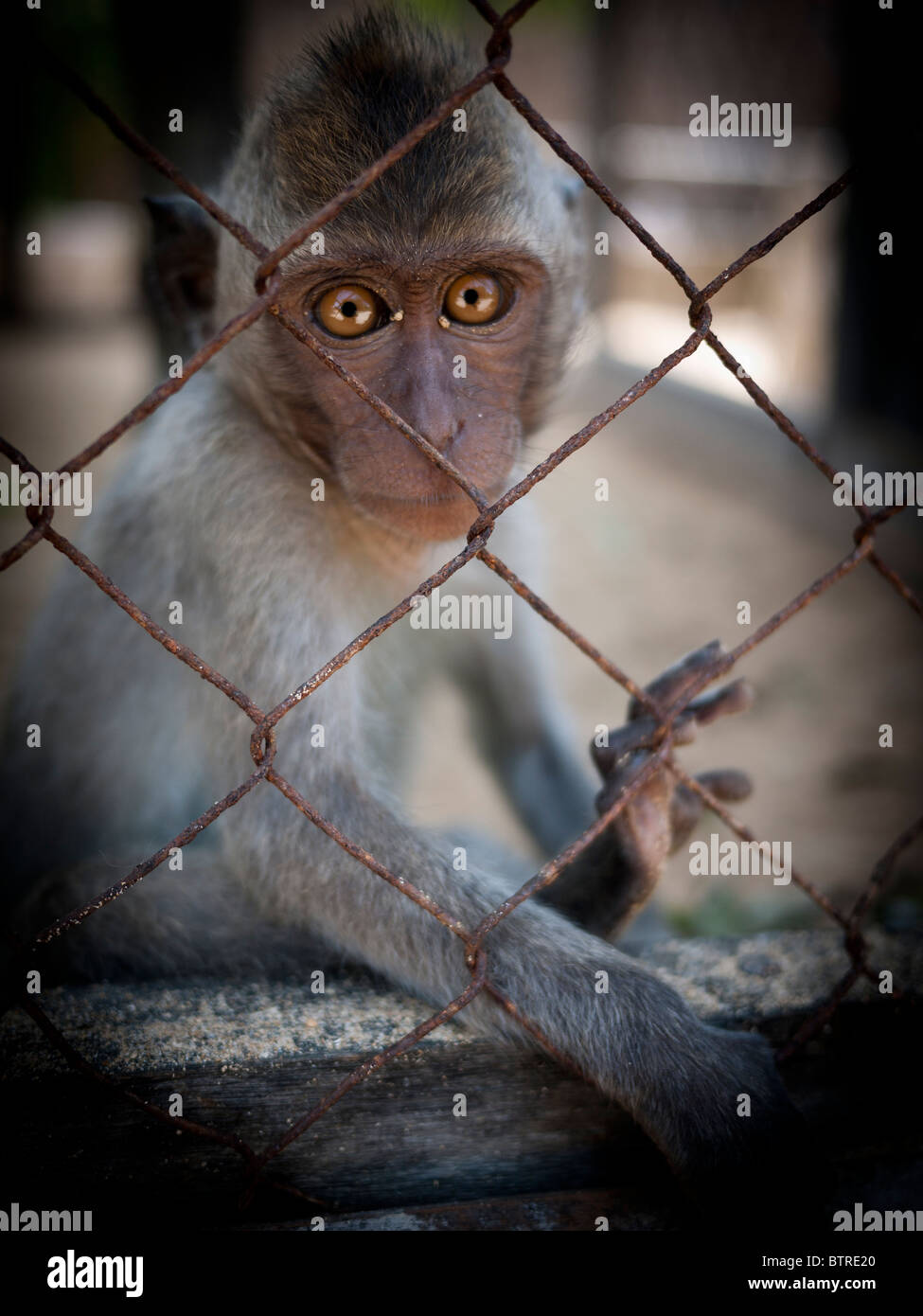 Makaken-Affen hinter Drähte in den Käfig wehmütigen Blick Stockfoto