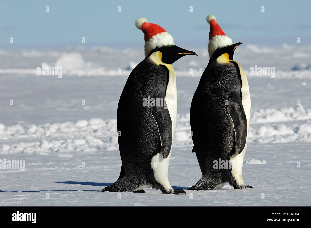 Antarktis Pinguin paar auf Weihnachten Stockfotografie Alamy