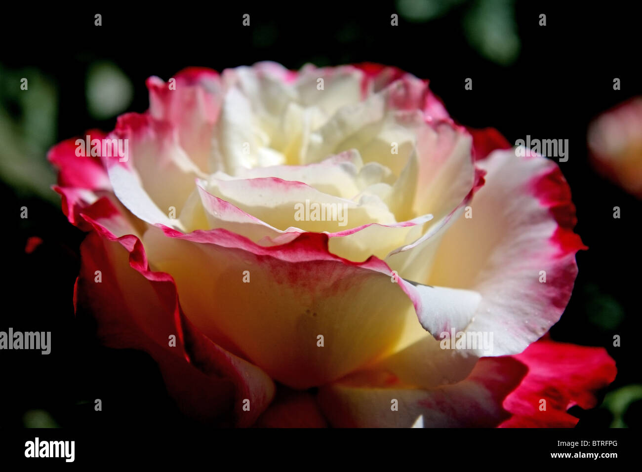 Eine einzelne weiße Rose in voller Blüte mit rot gefärbten Blütenblätter Stockfoto