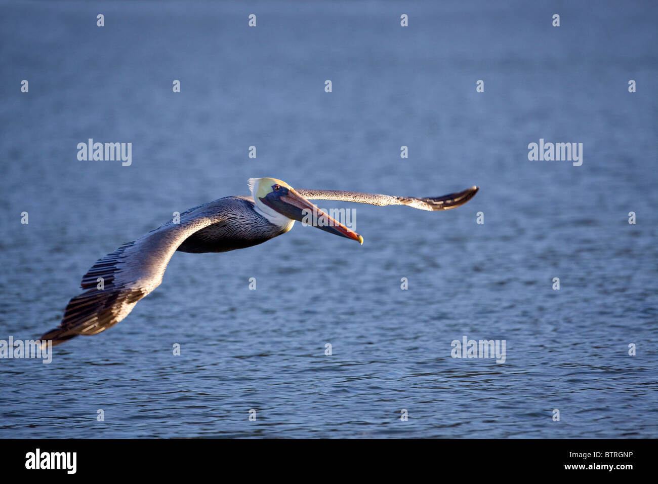 Ein braunen Pelikan (Pelecanus Occidentalis) gleitet über das Wasser der Elkhorn Slough in Moss Landing, California. Stockfoto