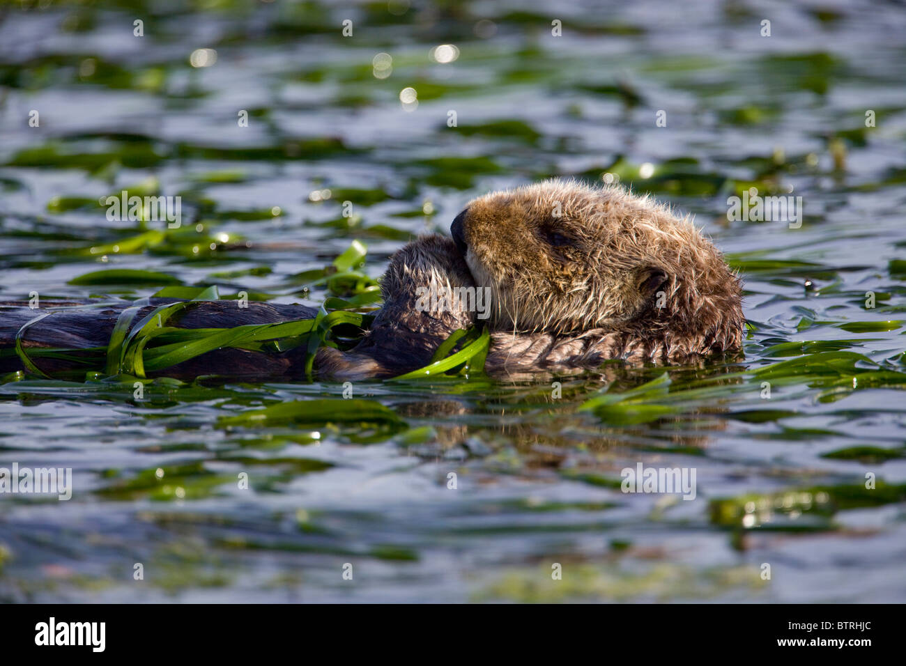 Ein Seeotter schwimmt durch ein Aal-Rasen-Bett in Elkhorn Slough - Moss Landing, Kalifornien. Stockfoto
