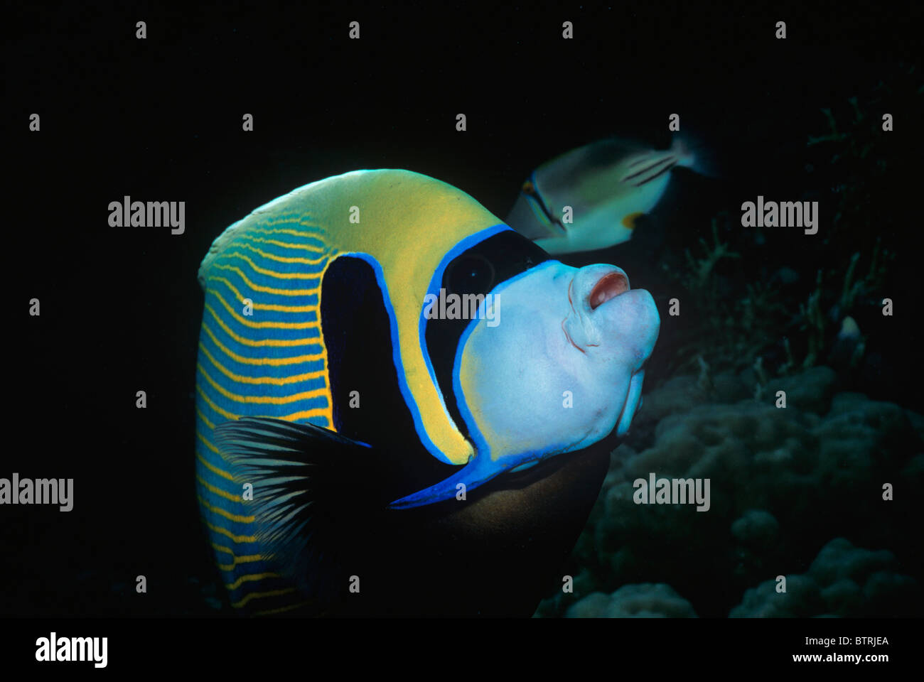 Kaiser-Kaiserfisch (Pomacanthus Imperator). Sinai-Halbinsel, Rotes Meer - Ägypten Stockfoto