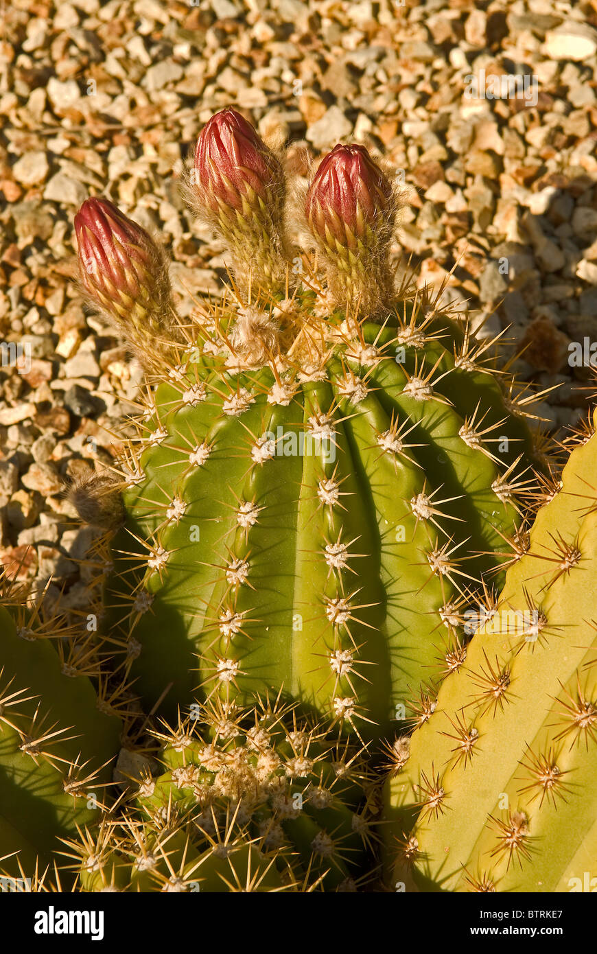 wie oft portugiesischen kirschlorbeer gießen Portugiesischer Kirschlorbeer Angustifolia Höhe 140-160 cm Ballenware main image 1