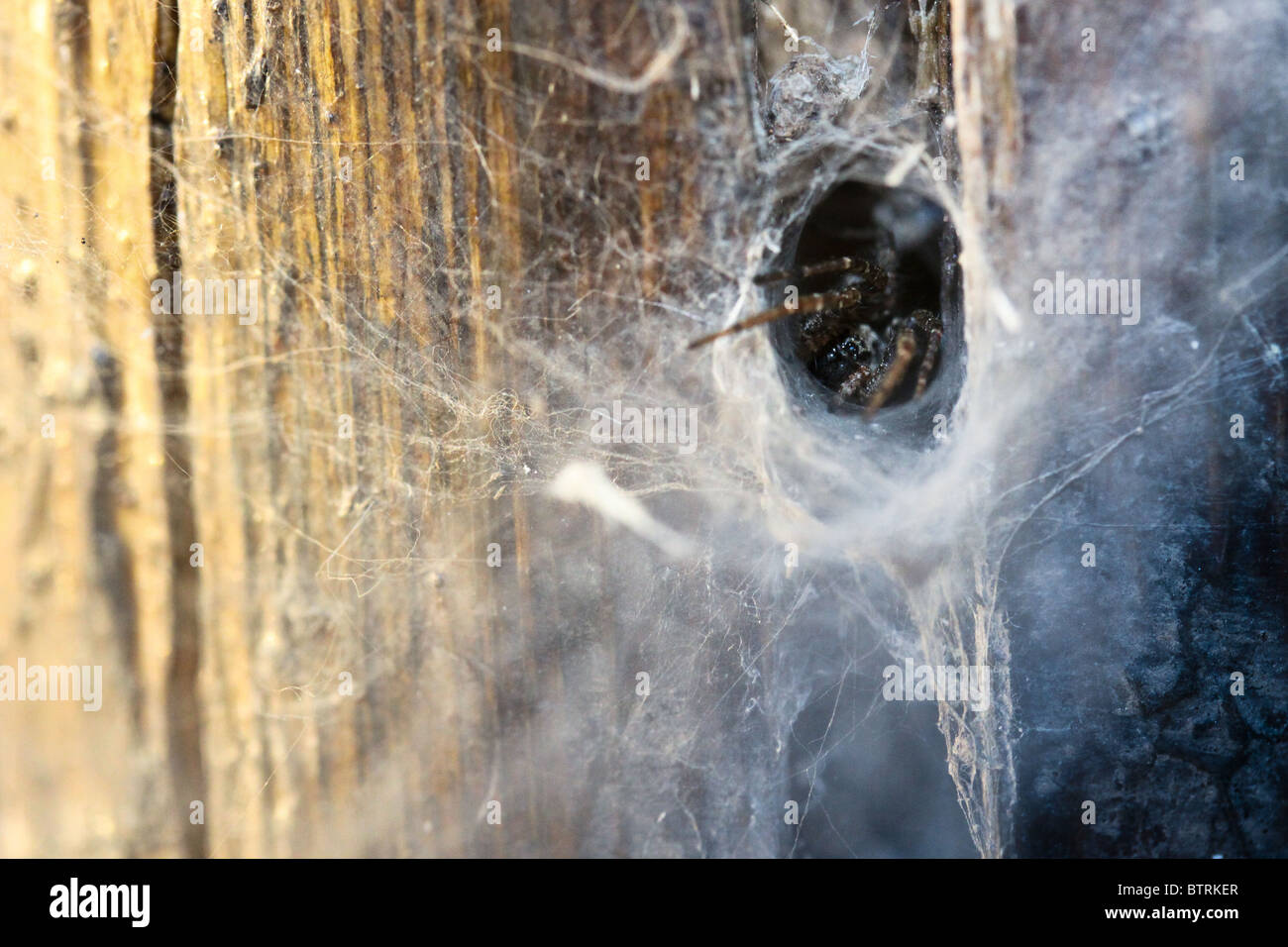 Springspinne in seine Web/Nest, Lake Bunyonyi, Uganda Stockfoto