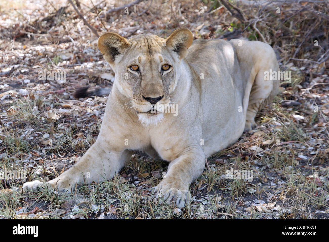 Weiblichen afrikanischen Löwen (Panthera Leo);  Saadani; Nationalpark Tansania Stockfoto
